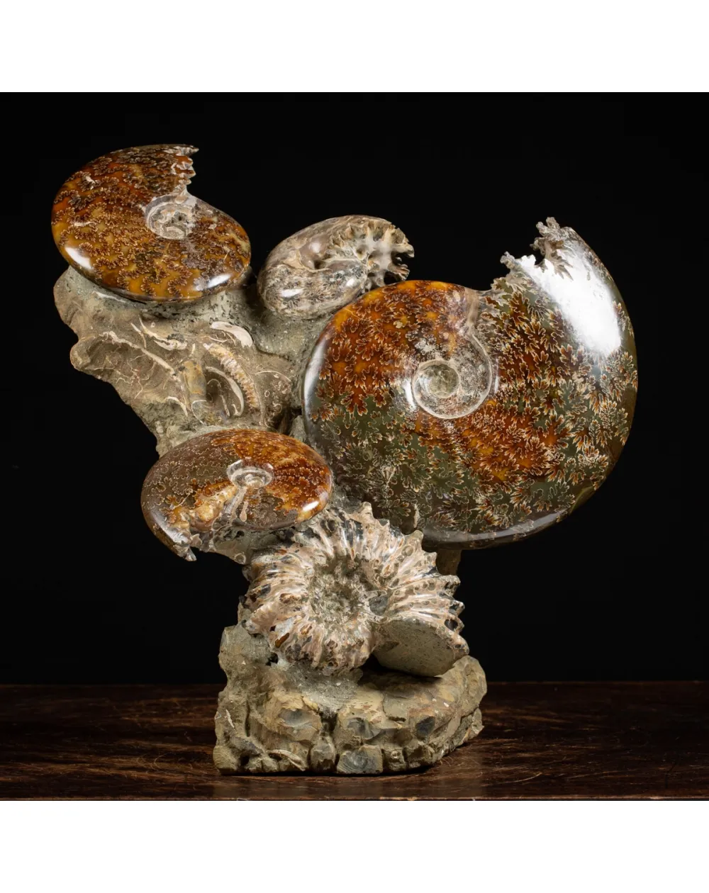Gruppo di Ammoniti e Nautilus