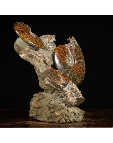 Gruppo di Ammoniti e Nautilus