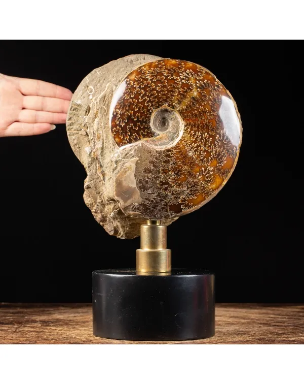 Ammonite Cleoniceras su base