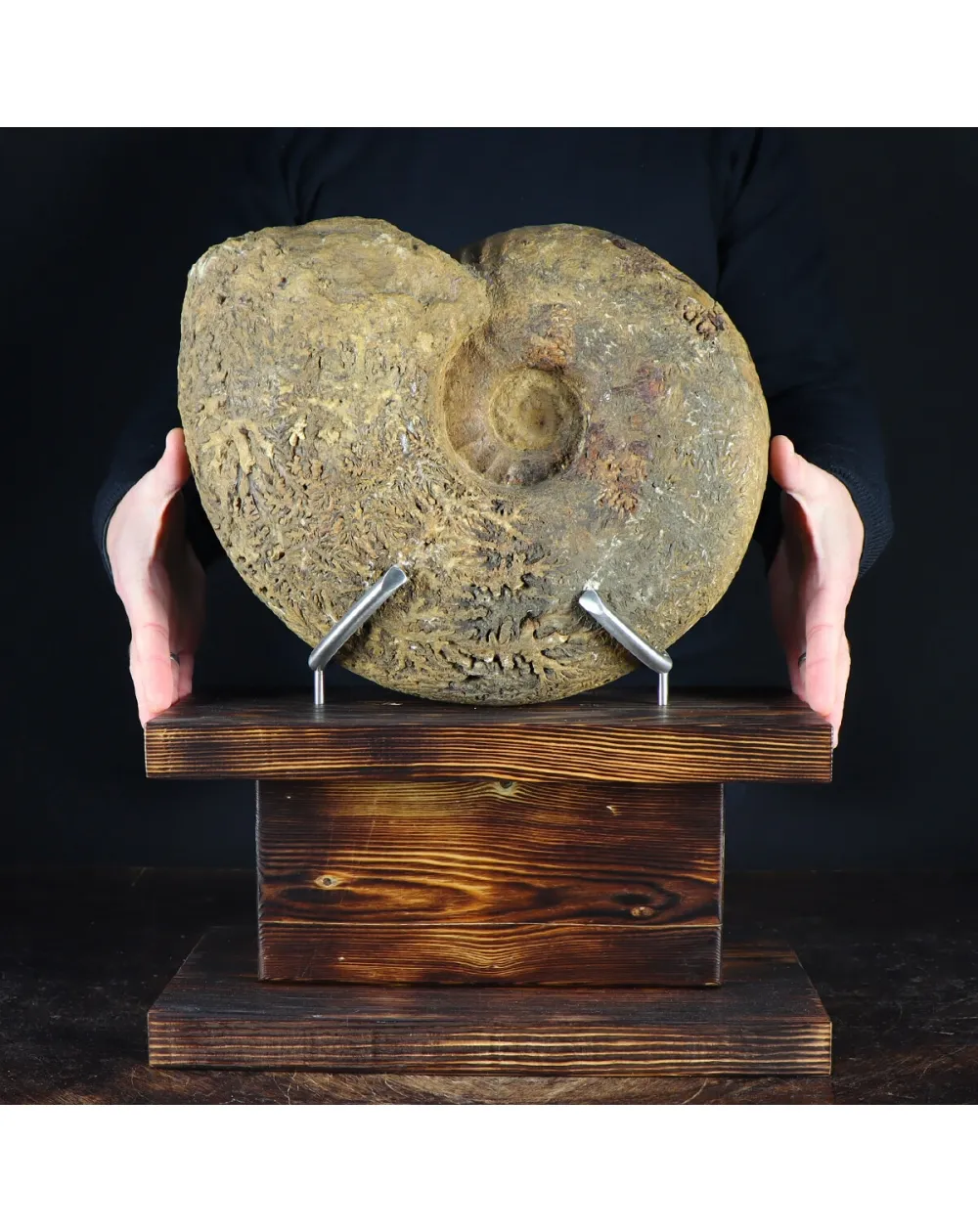 Ammonite Phylloceras
