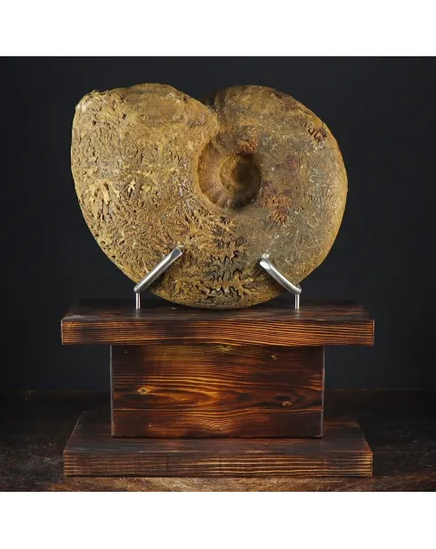 Ammonite Phylloceras