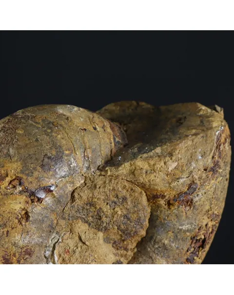 Ammonite Phylloceras
