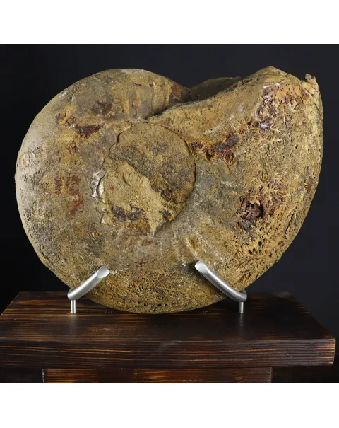 Ammonite Phylloceras