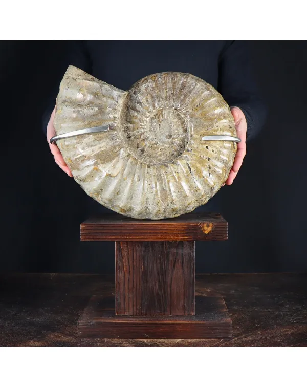 Ammonite Douvilleiceras