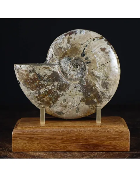 Ammonite Cleoniceras