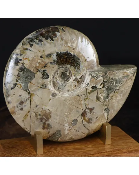 Ammonite Cleoniceras