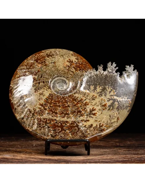 Ammonite Cleoniceras