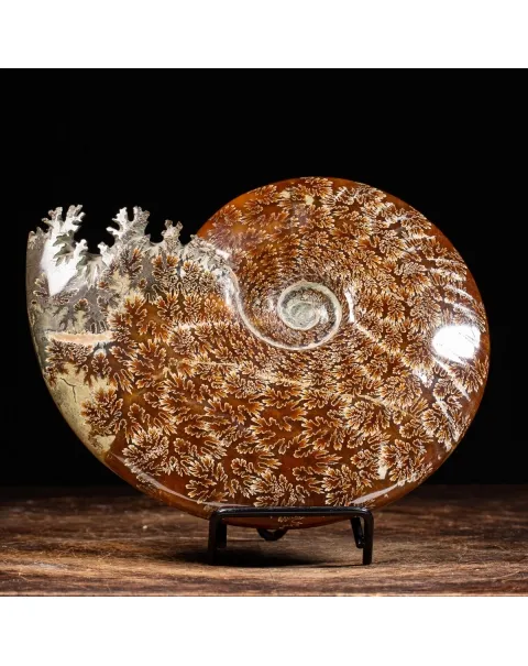 Ammonite Cleoniceras