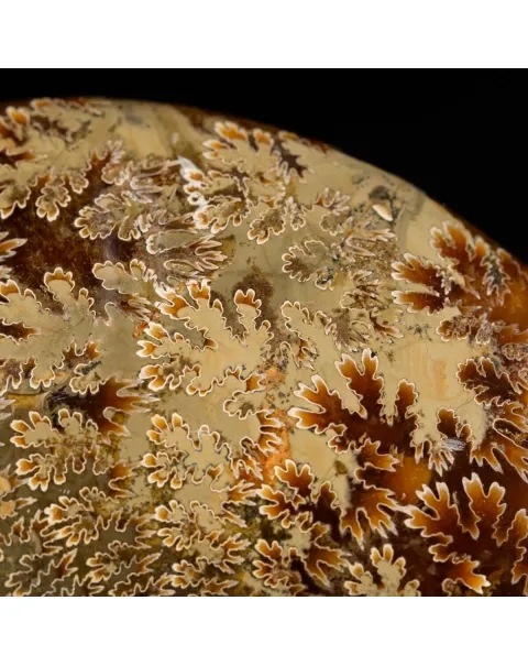 Ammonite Cleoniceras