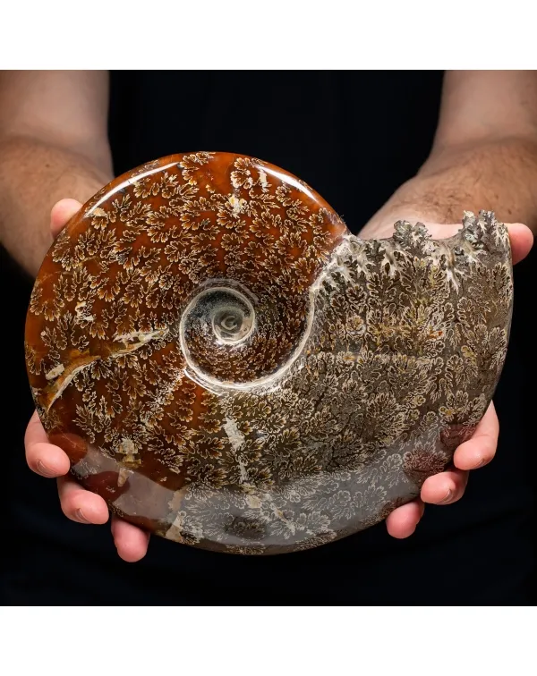 Ammonite Cleoniceras