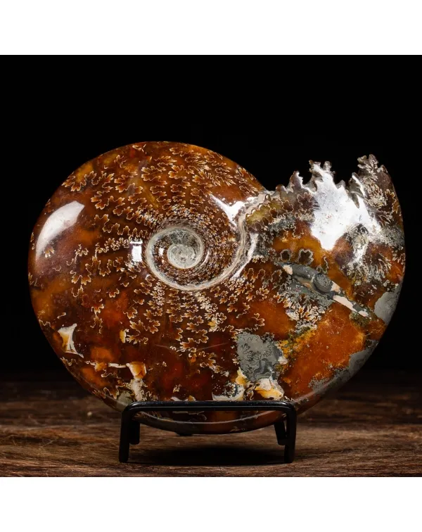 Ammonite Cleoniceras