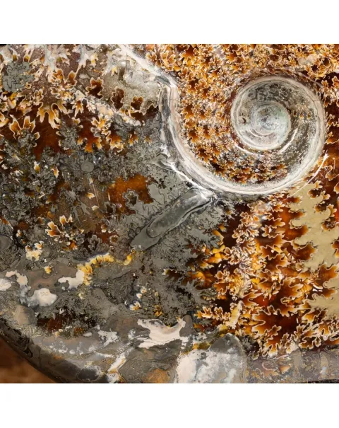 Ammonite Cleoniceras