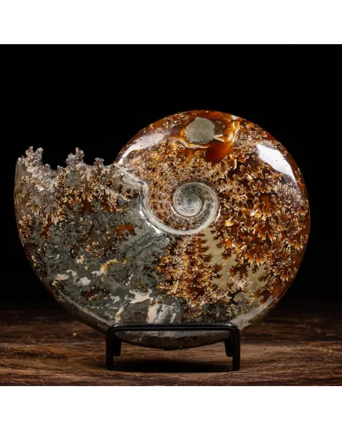Ammonite Cleoniceras