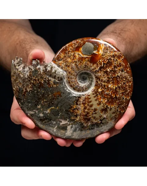 Ammonite Cleoniceras