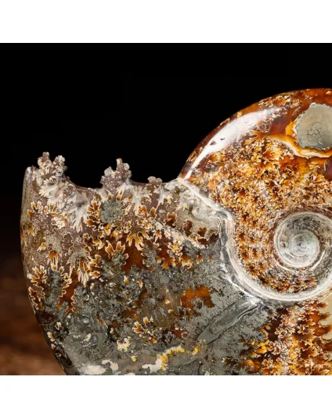 Ammonite Cleoniceras