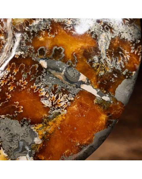 Ammonite Cleoniceras