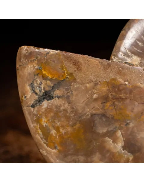 Ammonite Cleoniceras