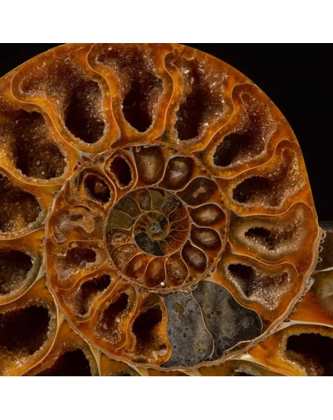 Eleganza Preistorica: Cleoniceras su Base