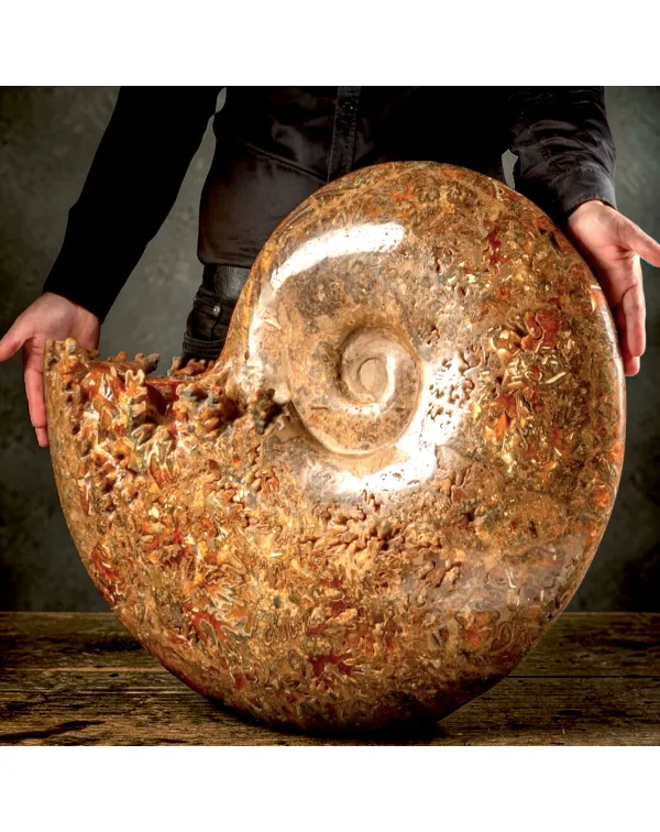 Ammonite Fossile Gigante - Phylloceras sp.