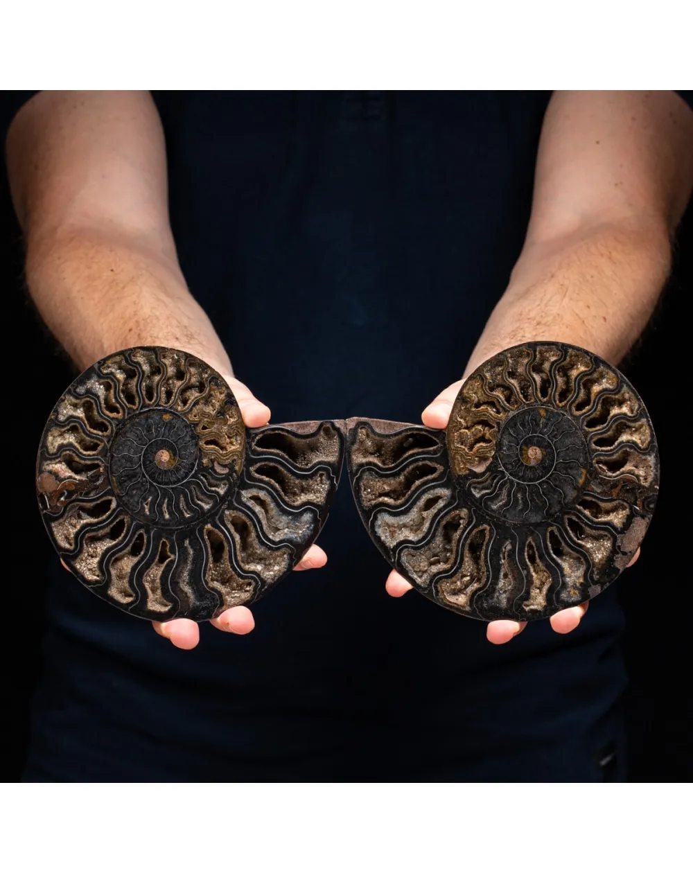 Ammonite Cleoniceras Nera