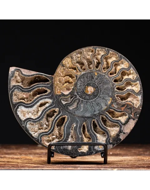 Ammonite Cleoniceras Nera