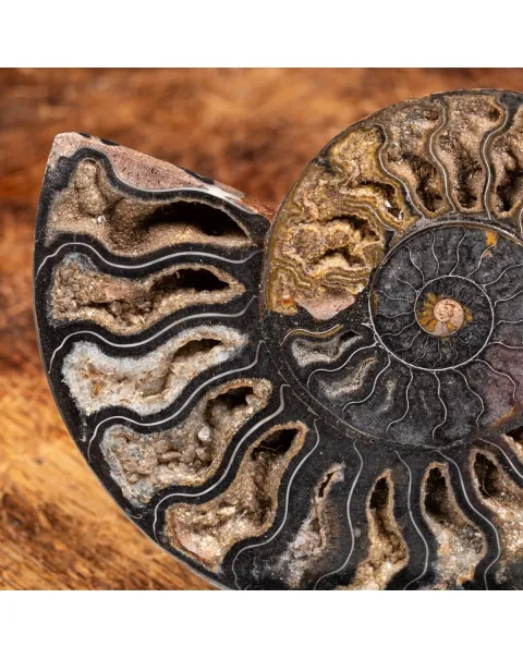 Ammonite Cleoniceras Nera