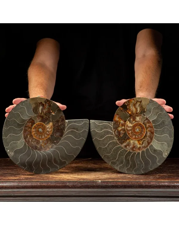 Ammonite Cleoniceras