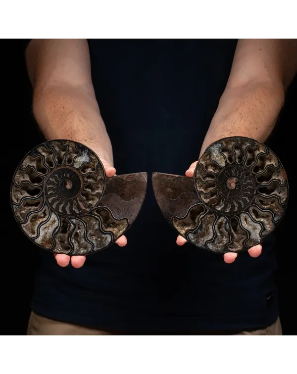 Ammonite Cleoniceras Nera