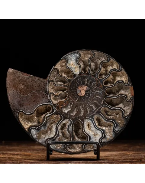 Ammonite Cleoniceras Nera