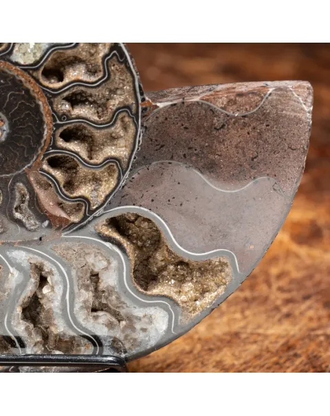 Ammonite Cleoniceras Nera