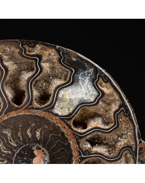 Ammonite Cleoniceras Nera