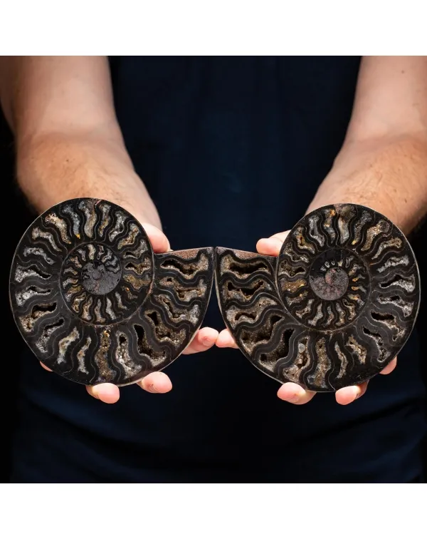 Ammonite Cleoniceras Nera