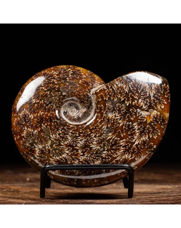 Ammonite Cleoniceras