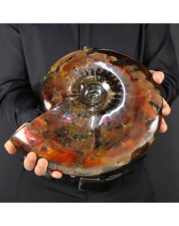 Ammonite Craspedodiscus Discofalcatus