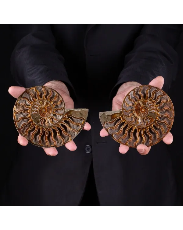 Ammonite Cleoniceras - extra quality