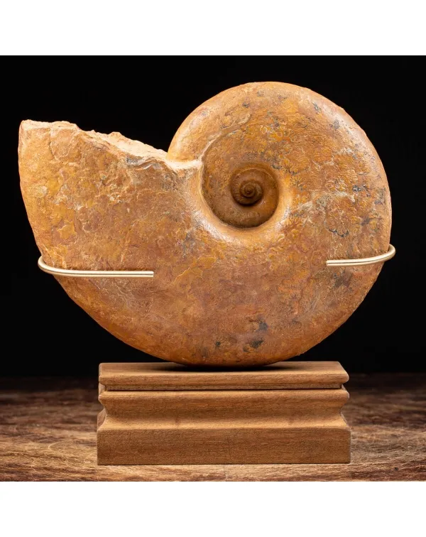 Ammonite Lytoceras Dilucidum