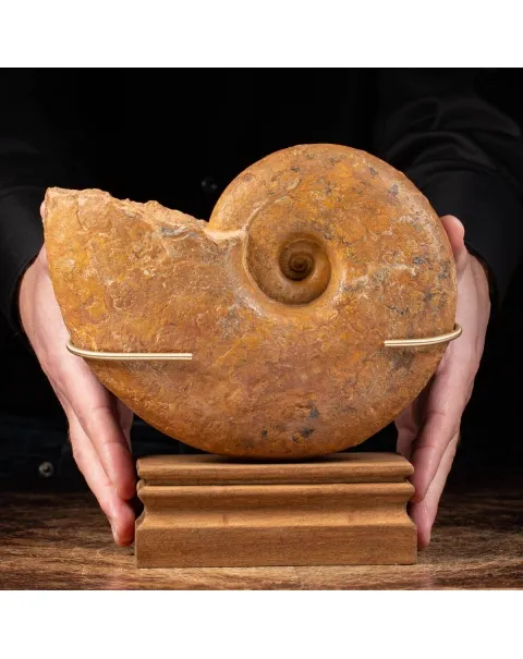 Ammonite Lytoceras Dilucidum
