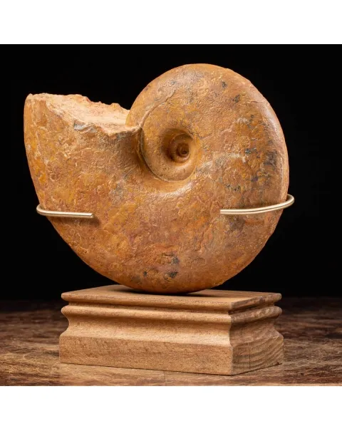 Ammonite Lytoceras Dilucidum