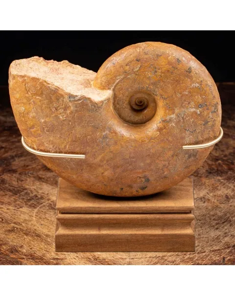 Ammonite Lytoceras Dilucidum