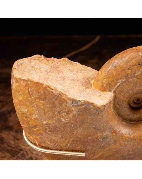 Ammonite Lytoceras Dilucidum