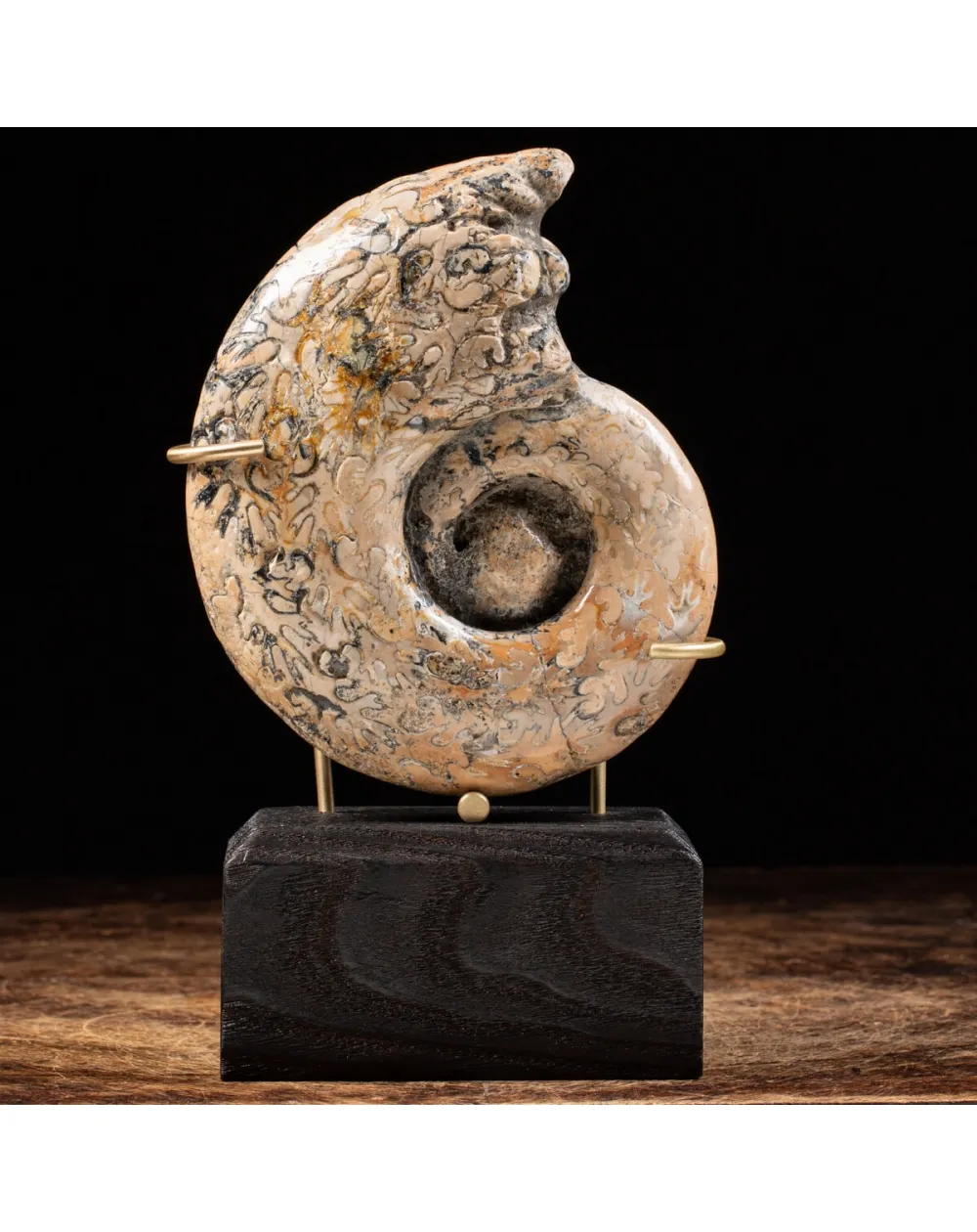 Ammonite Lytoceras