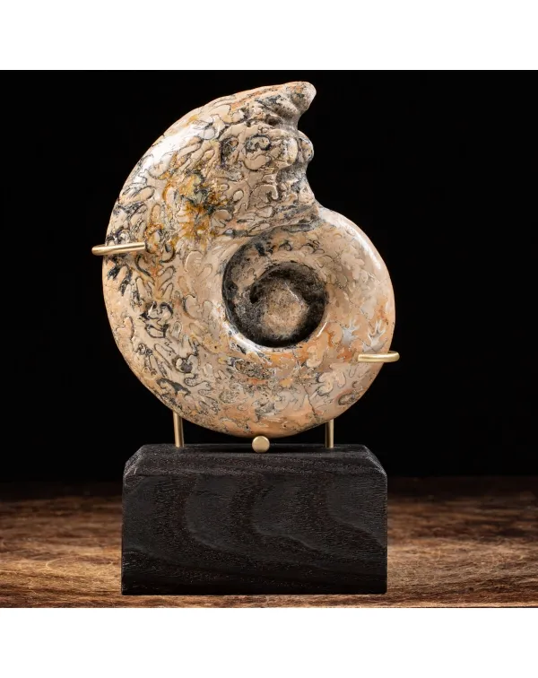 Ammonite Lytoceras