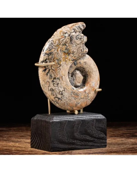 Ammonite Lytoceras
