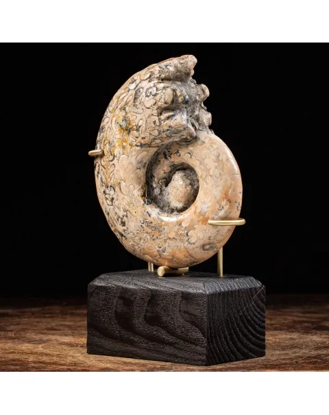 Ammonite Lytoceras