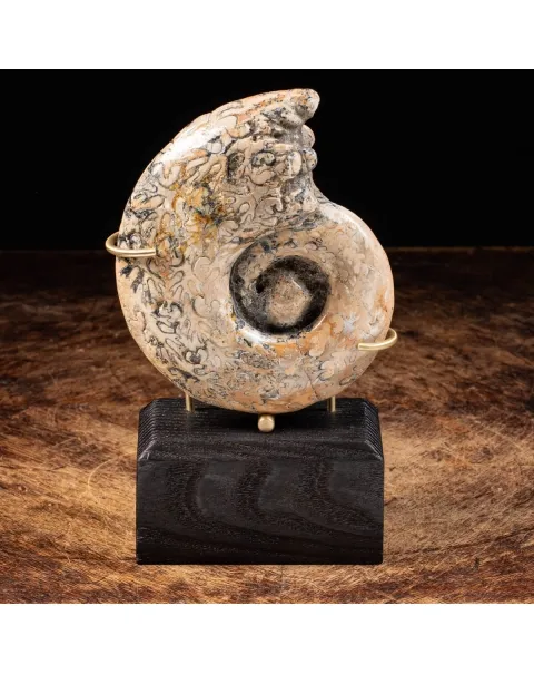 Ammonite Lytoceras