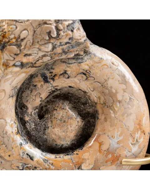 Ammonite Lytoceras