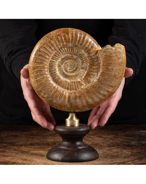 Ammonite Douvilleiceras