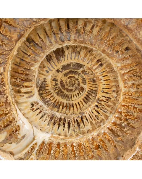 Ammonite Douvilleiceras