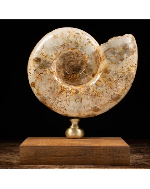 Ammonite Douvilleiceras