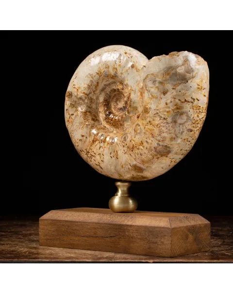 Ammonite Douvilleiceras